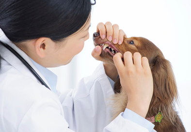 犬、歯科検診